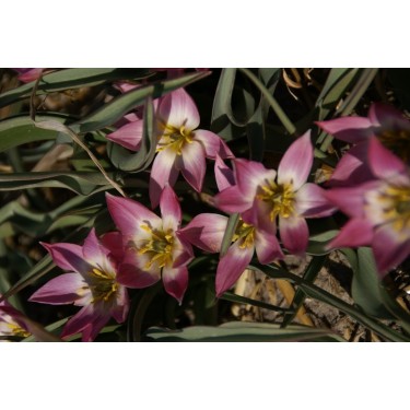 Tulipa aucheriana Tulipa aucheriana