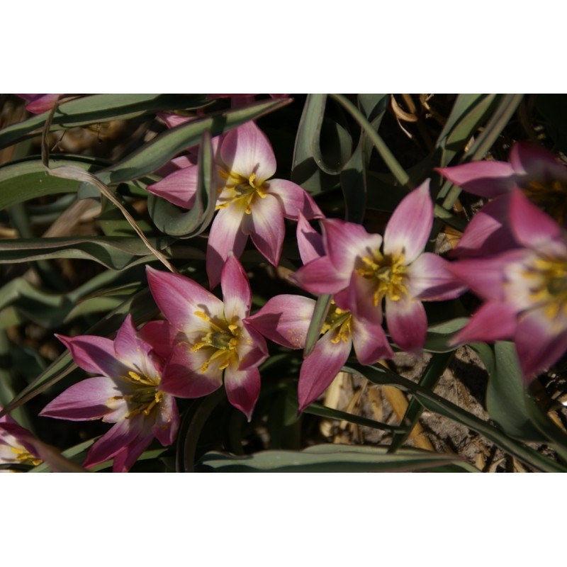 Tulipa aucheriana Tulipa aucheriana
