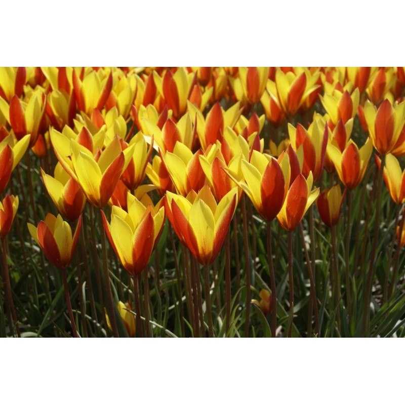 Tulipa clusiana var. chrysantha 'Tubergen's Gem' Tulipa clusiana var. chrysantha 'Tubergen's Gem'