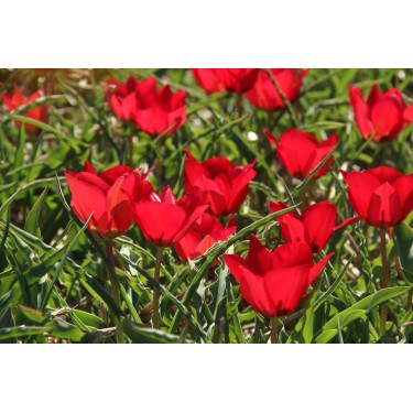 Tulipa stapfii Tulipa stapfii