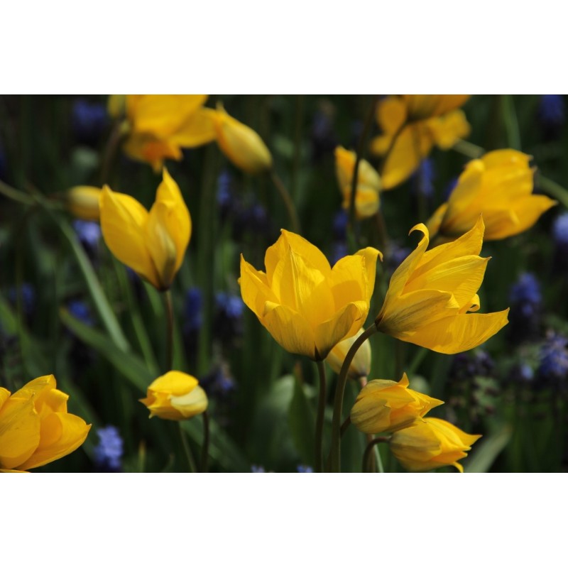 Tulipa sylvestris Tulipa sylvestris