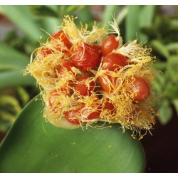 Haemanthus albiflos - kort en breed bladig type