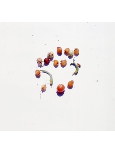 Haemanthus albiflos - kort en breed bladig type