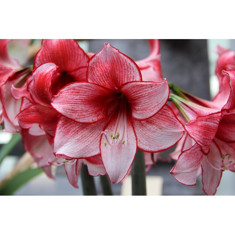 Hippeastrum 'Charisma' Hippeastrum 'Charisma'