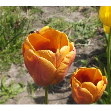 Tulipa 'Mabel Lorenz'