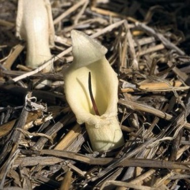 Biarum marmarisense