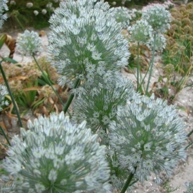 Allium caesium 'Pskem's Beauty'