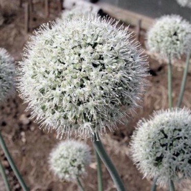 Allium oschaninii