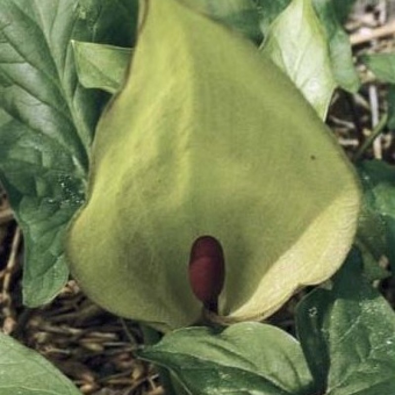 Arum maculatum Arum maculatum