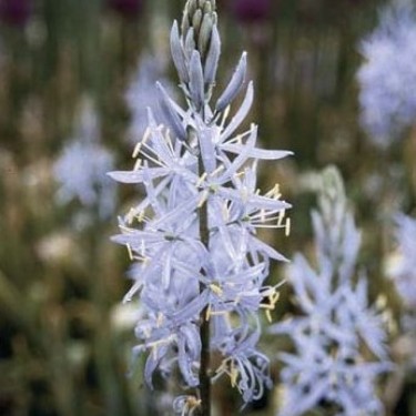 Camassia cusickii