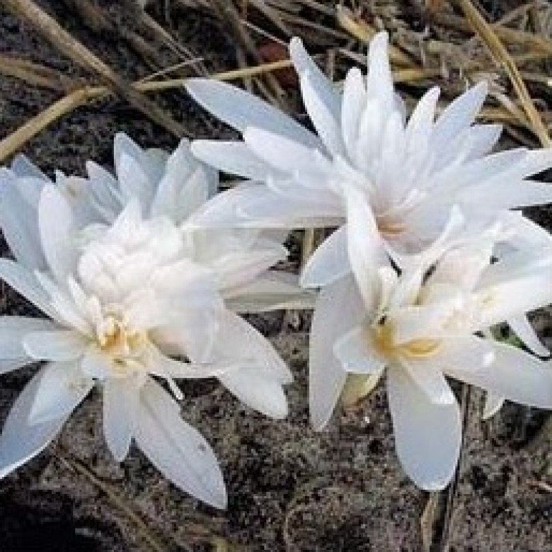 Colchicum autumnale 'Alboplenum' Colchicum autumnale 'Alboplenum'