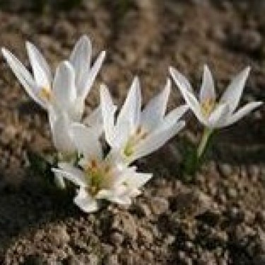 Colchicum szovitsii 'Snow White'