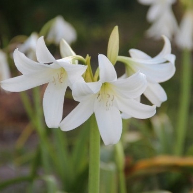Crinum x powellii 'Album' Crinum x powellii 'Album'