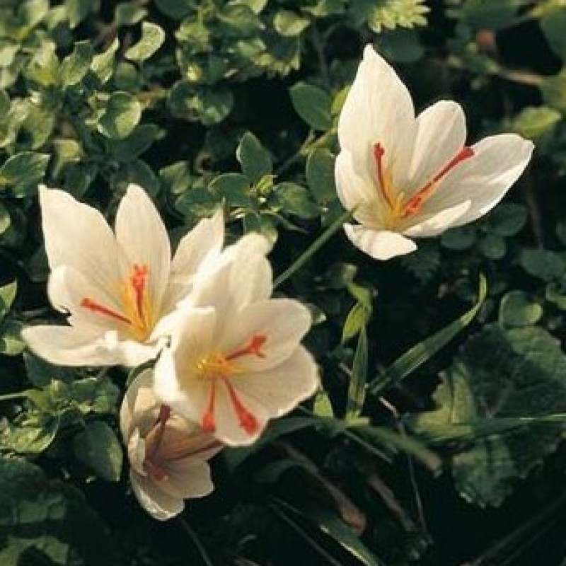 Crocus cartwrightianus 'Albus' Crocus cartwrightianus 'Albus'