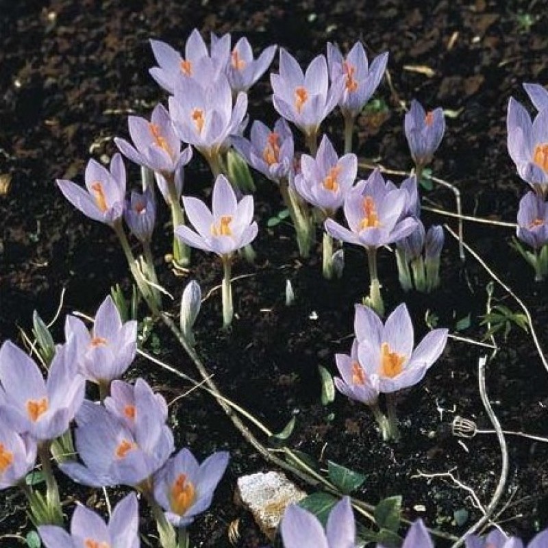 Crocus etruscus 'Zwanenburg' Crocus etruscus 'Zwanenburg'