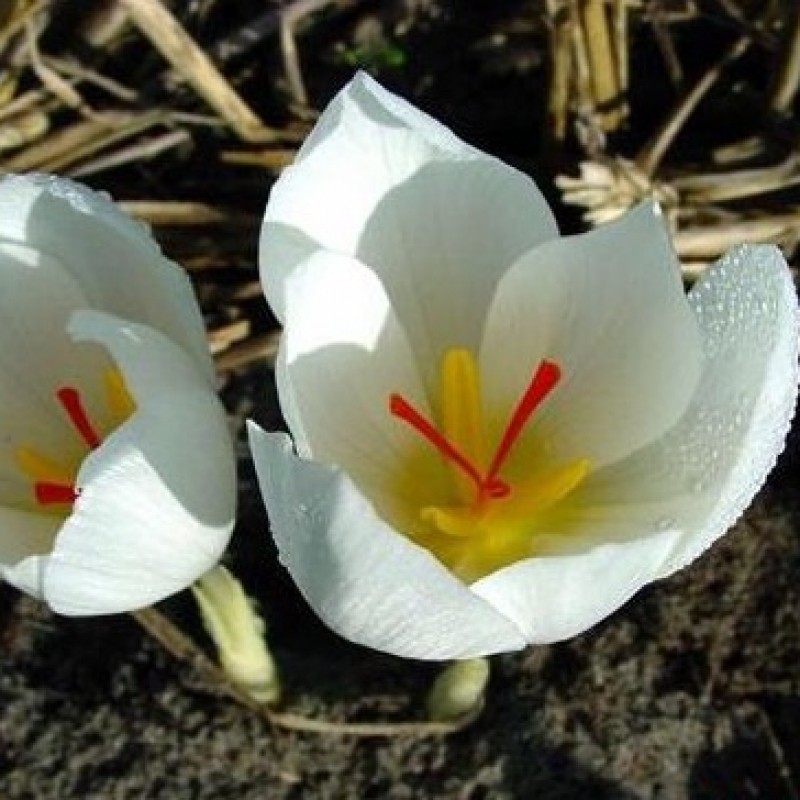 Crocus niveus -White Form- Crocus niveus -White Form-