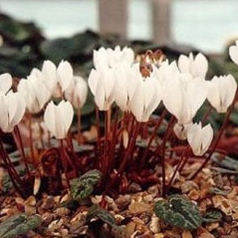 Cyclamen cilicium 'Album' Cyclamen cilicium 'Album'