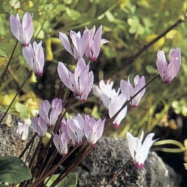 Cyclamen persicum subsp. persicum 