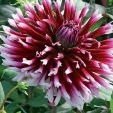 Dahlia 'Alauna Clair Obscur' test Dahlia 'Alauna Clair Obscur' test