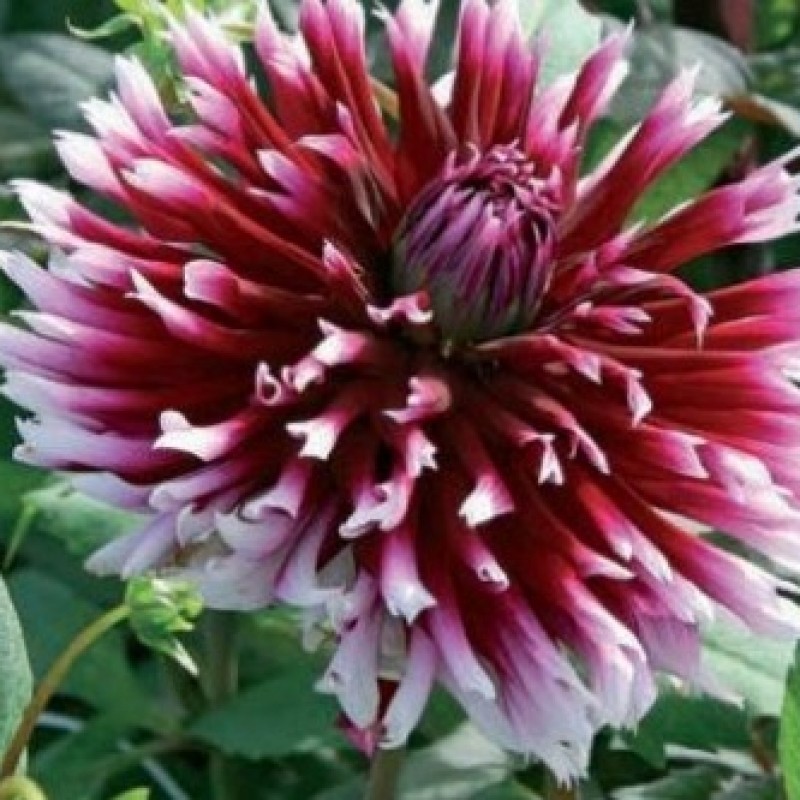 Dahlia 'Alauna Clair Obscur' test Dahlia 'Alauna Clair Obscur' test