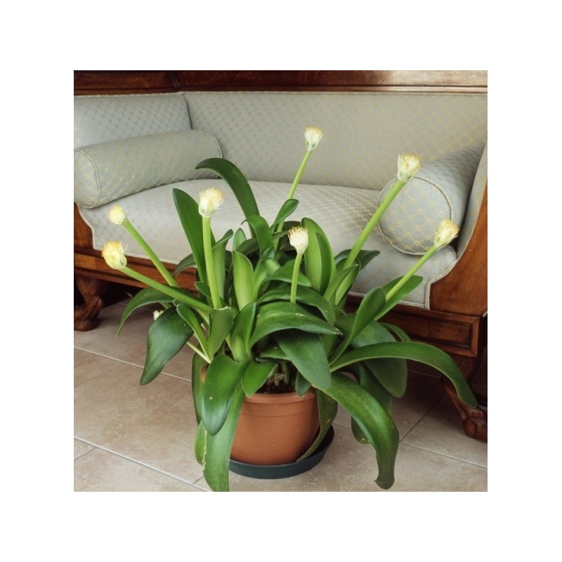 Haemanthus albiflos 