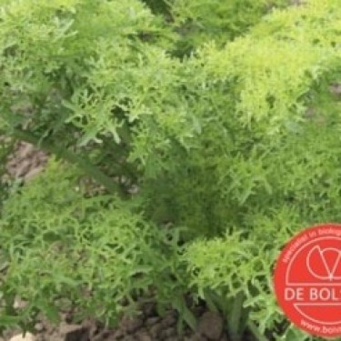 Bladmosterd, Brassica juncea var. rugosa 'Golden Frills'