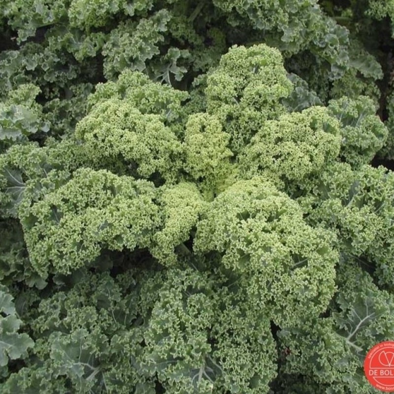 Boerenkool, Brassica oleracea var. laciniata 'Westlandse Winter' Boerenkool, Brassica oleracea var. laciniata 'Westlandse Winter'