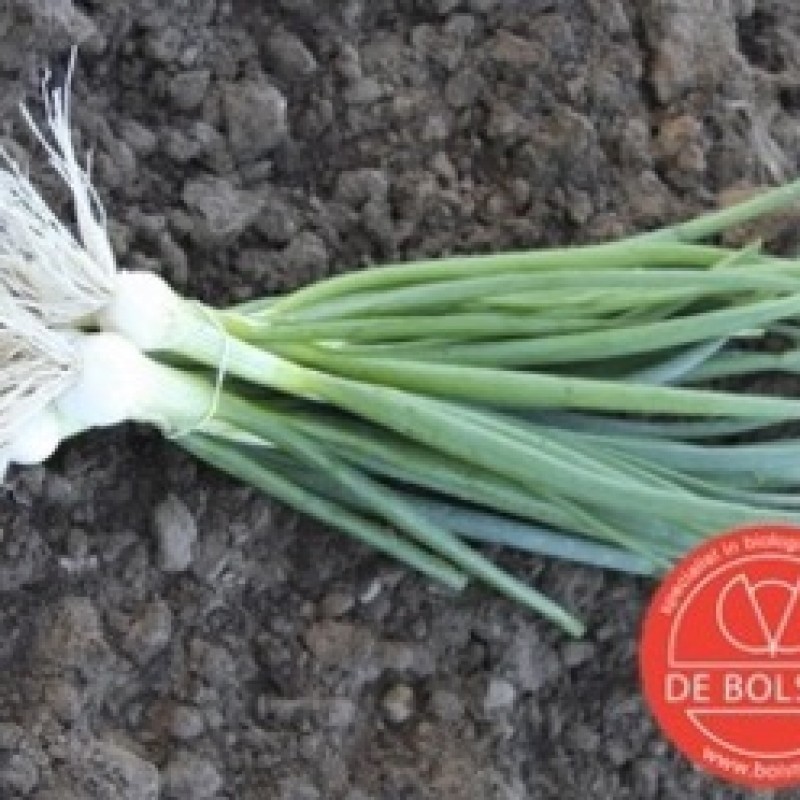 Bosui, Allium cepa 'White Lisbon' Bosui, Allium cepa 'White Lisbon'