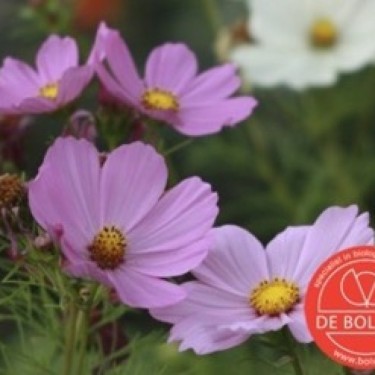 Cosmos bipinnatus, Cosmea gemengd