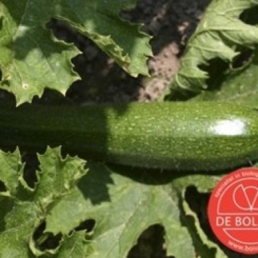 Courgette, Cucurbita pepo 'Black Beauty'