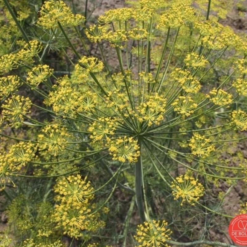 Dille, Anethum graveolens