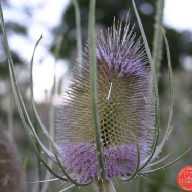 Dipsacus fullonum, Grote kaardebol