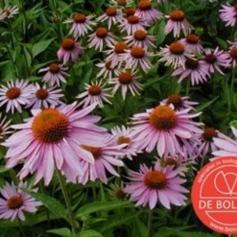 Echinacea purpurea, Rode zonnehoed Echinacea purpurea, Rode zonnehoed