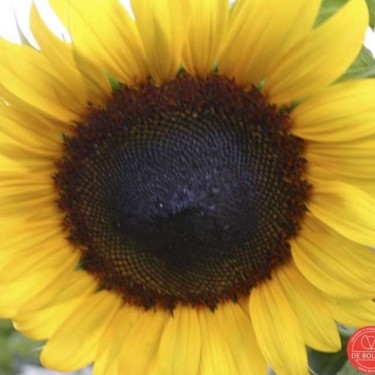 Helianthus annuus, Zonnebloem groot