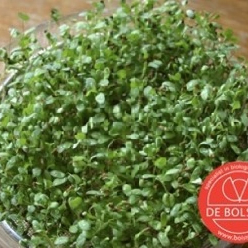 Kiemgroente Alfalfa, Medicago sativa Kiemgroente Alfalfa, Medicago sativa