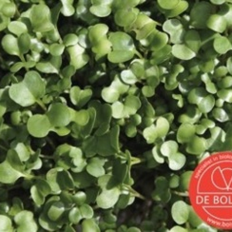 Kiemgroente Rucolakers, Eruca sativa Kiemgroente Rucolakers, Eruca sativa