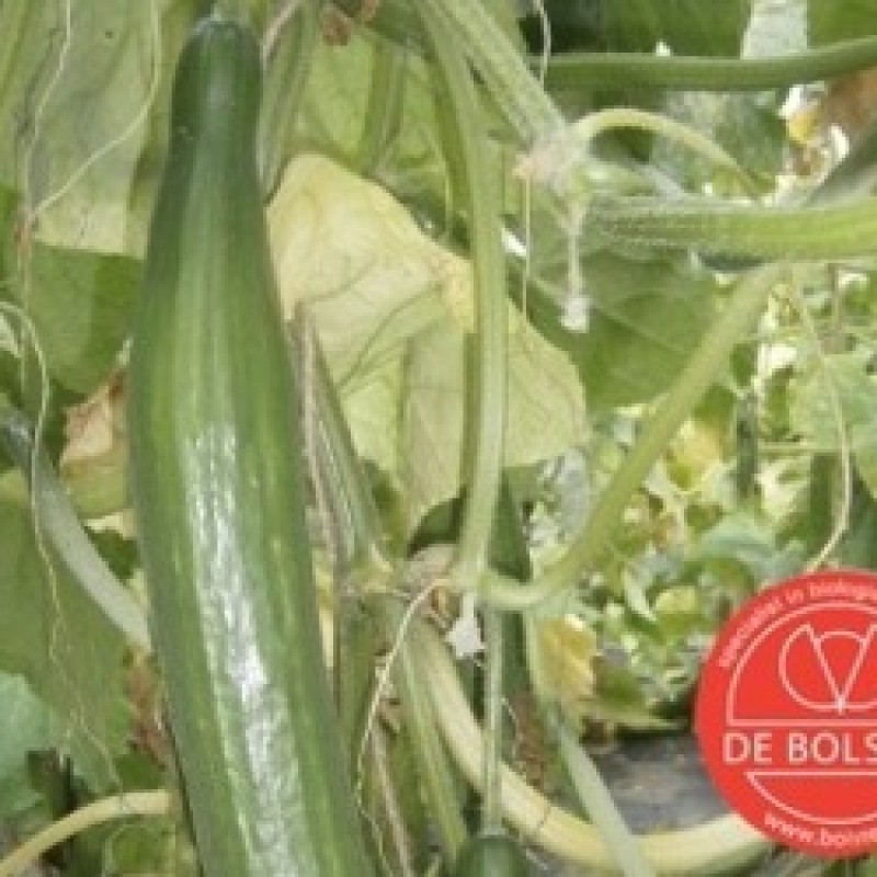 Komkommer, Cucumis sativus ' Improved Telegraph' Komkommer, Cucumis sativus ' Improved Telegraph'