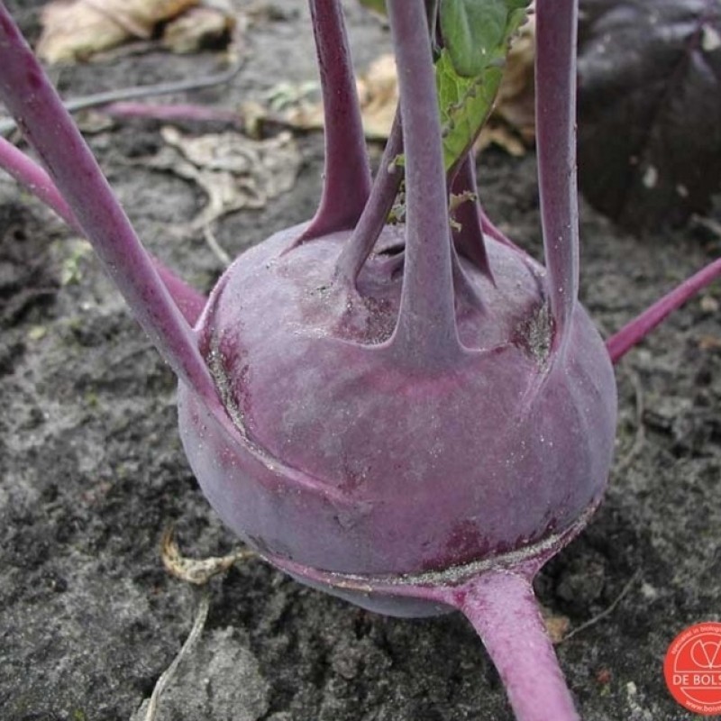Koolrabi, Brassica oleracea var. gongylodes 'Delikatess blauwe' Koolrabi, Brassica oleracea var. gongylodes 'Delikatess blauwe'