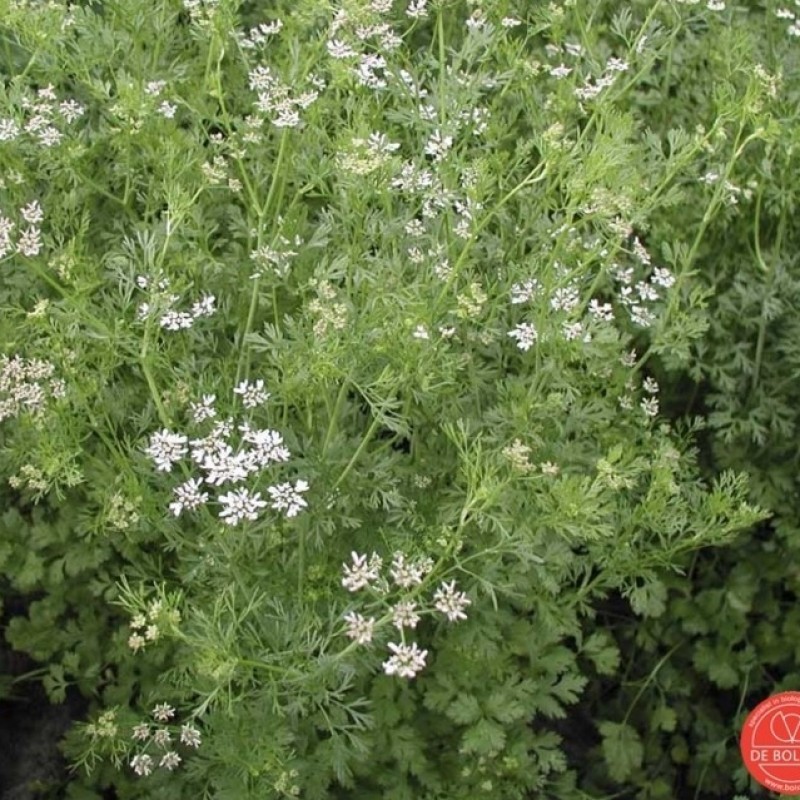 Koriander, Coriandrum sativum Koriander, Coriandrum sativum