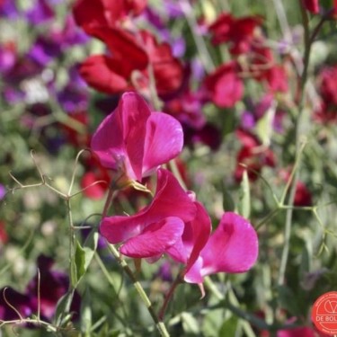 Lathyrus odoratus