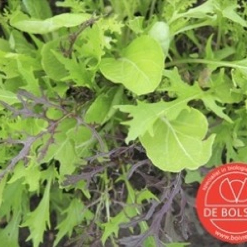 Mesclun Aziatisch Mesclun Aziatisch