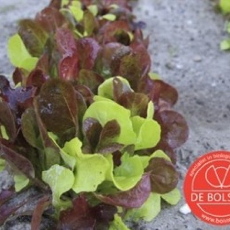 Mesclun Puur sla Mesclun Puur sla