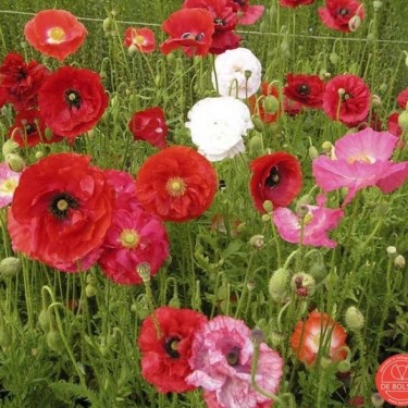 Papaver rhoeas Klaproos gemengd