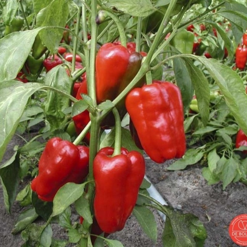 Paprika, Capsicum annuum 'Jubilandska' Paprika, Capsicum annuum 'Jubilandska'