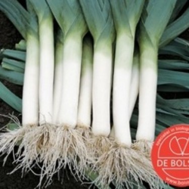 Prei, Allium ampeloprasum var. porrum 'Blauwgroene Herfst'