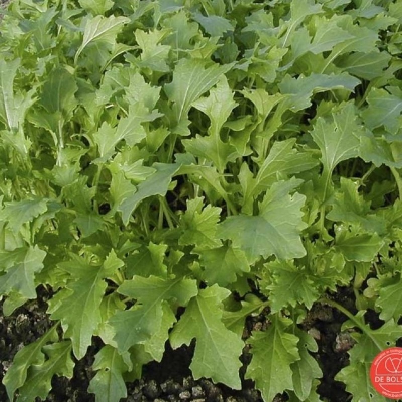 Raapsteel, Brassica rapa subsp. campestris 'Namenia' Raapsteel, Brassica rapa subsp. campestris 'Namenia'