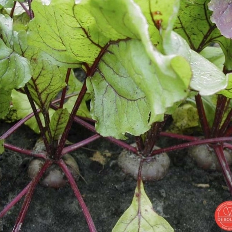 Rode biet, Beta vulgaris var. rubra 'Egyptische platronde' Rode biet, Beta vulgaris var. rubra 'Egyptische platronde'
