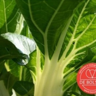 Snijbiet, Beta vulgaris var. cicla 'Groene Gewone'