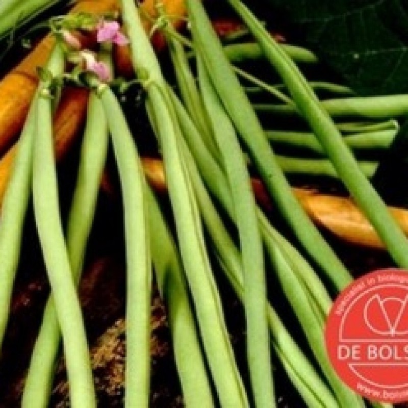 Stokslaboon, Phaseolus vulgaris ' Cobra' Stokslaboon, Phaseolus vulgaris ' Cobra'
