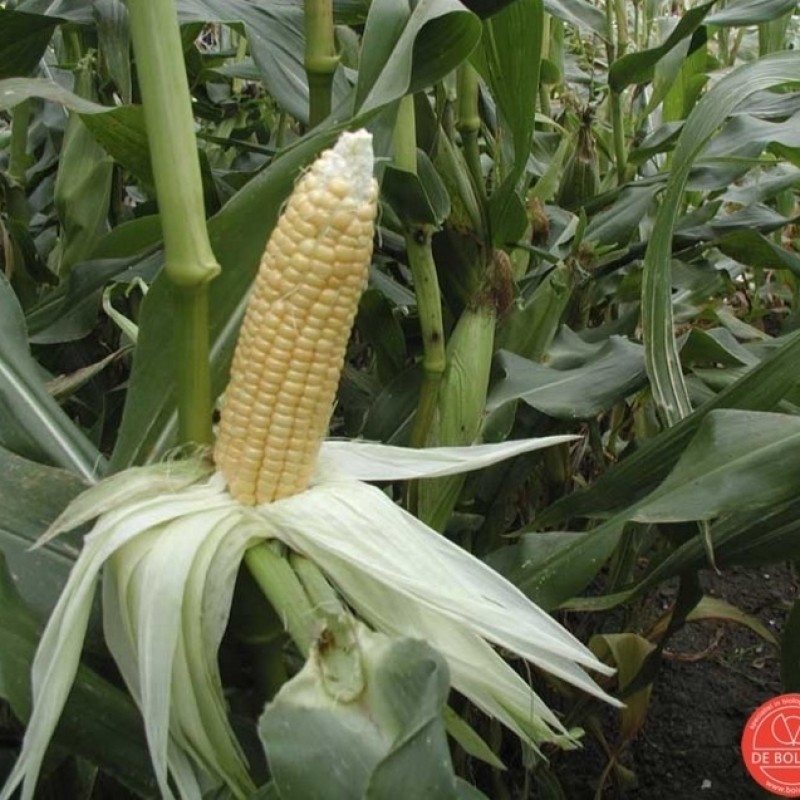 Suikermais, Zea mays convar. saccharata 'Golden Bantam' Suikermais, Zea mays convar. saccharata 'Golden Bantam'